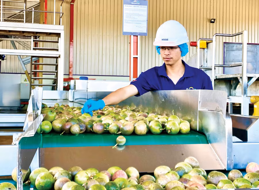 Công nhân phân loại, xử lý tạp chất chanh dây trước khi đưa vào chế biến. Ảnh: M.T