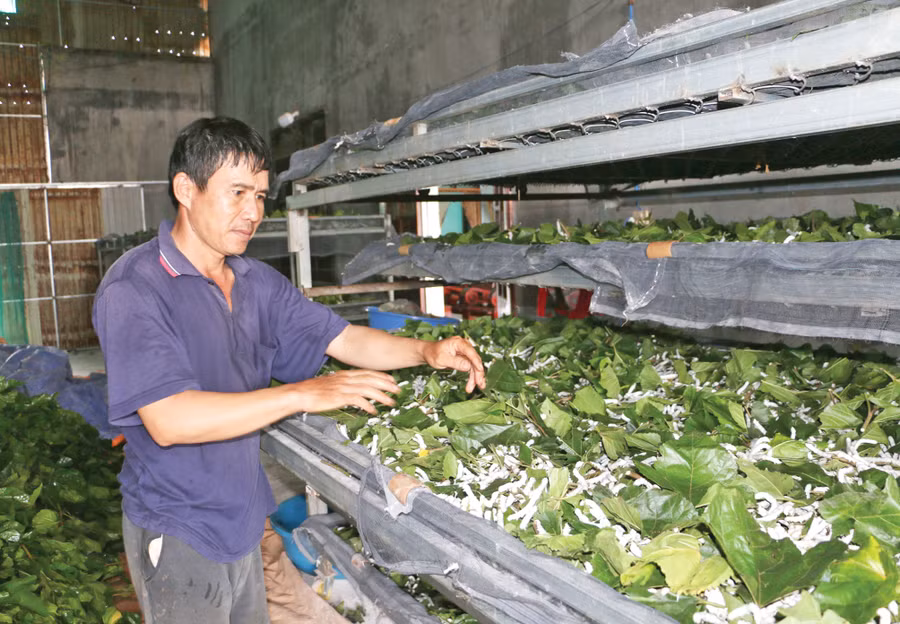 Nhờ chuyển đổi cơ cấu cây trồng, vật nuôi phù hợp nên đời sống kinh tế người dân huyện Chư Sê được nâng lên đáng kể. Ảnh: Q.T