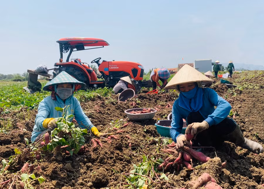 Những năm gần đây, cây khoai lang mang lại nguồn thu nhập cao cho nhiều nông dân huyện Phú Thiện. Ảnh: V.C