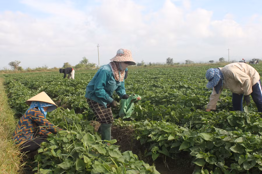 Gia đình bà Nay H’Nung (thôn Plei Rbai, xã Ia Piar) lần đầu tiên xuống giống 1,6 ha khoai lang. Ảnh: Vũ Chi