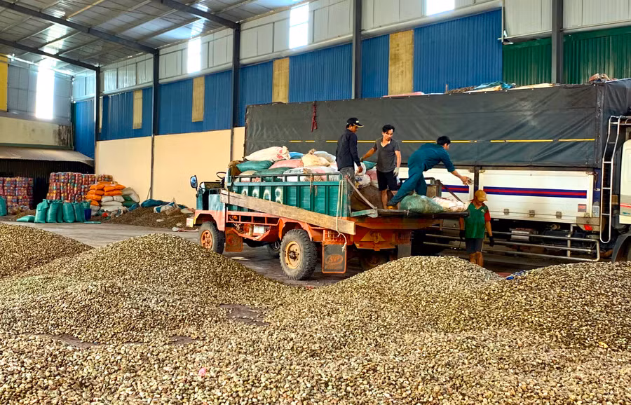 Tập kết điều tại Công ty TNHH một thành viên Quang Sáng (Khu Kinh tế Cửa khẩu Quốc tế Lệ Thanh). Ảnh: H.D