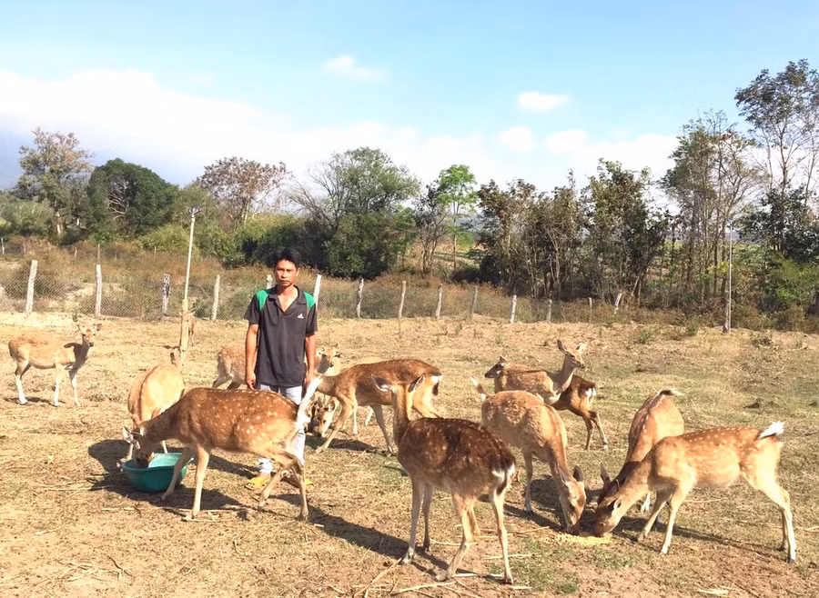 Gia đình anh Việt Thái Sơn (thôn 3, xã Đak Pơ Pho, huyện Kông Chro) có thu nhập ổn định từ mô hình nuôi hươu lấy nhung và bán con giống. Ảnh: Ngọc Minh