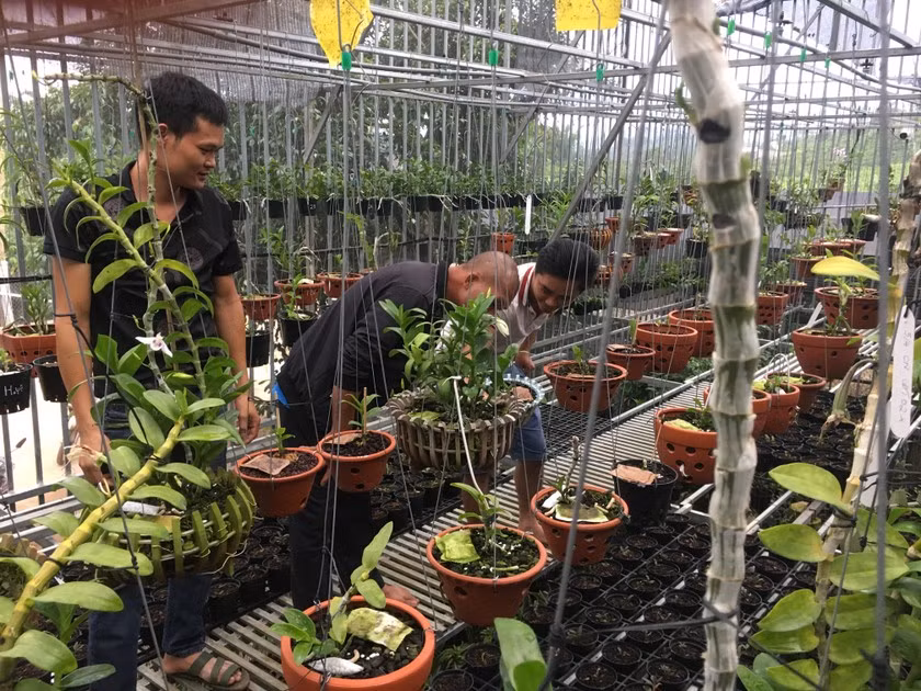 Khách từ các tỉnh thành tới xem và mua hoa lan rừng tại vườn lan nhà anh Đàm Văn Quyết, xã Tân Thanh, huyện Lâm Hà, tỉnh Lâm Đồng. Khách từ các tỉnh thành tới xem và mua hoa lan rừng tại vườn lan nhà anh Đàm Văn Quyết, xã Tân Thanh, huyện Lâm Hà, tỉnh Lâm Đồng.
