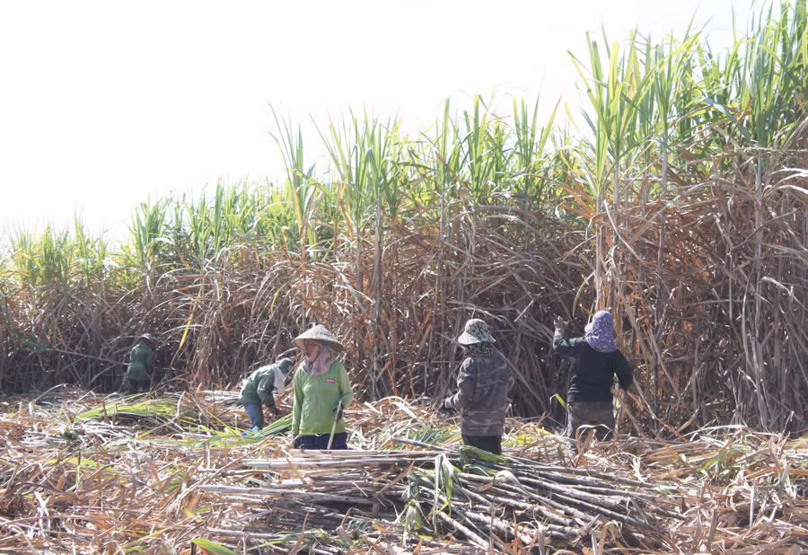 Người dân xã Chrôh Pơnan (huyện Phú Thiện) thu hoạch mía. Ảnh: Nguyễn Diệp