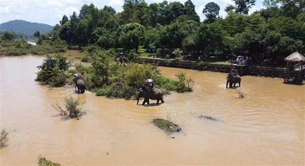 Hội voi Buôn Đôn năm nay không tổ chức thi voi chạy, voi bơi, voi đá bóng hoặc thi kéo co giữa voi với người. Ảnh: Vũ Sinh/TTXVN