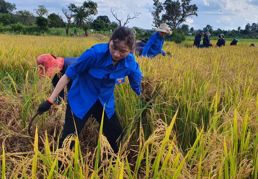 Đoàn viên, thanh niên Binh đoàn 15 giúp dân thu hoạch lúa. Ảnh: Vĩnh Hoàng