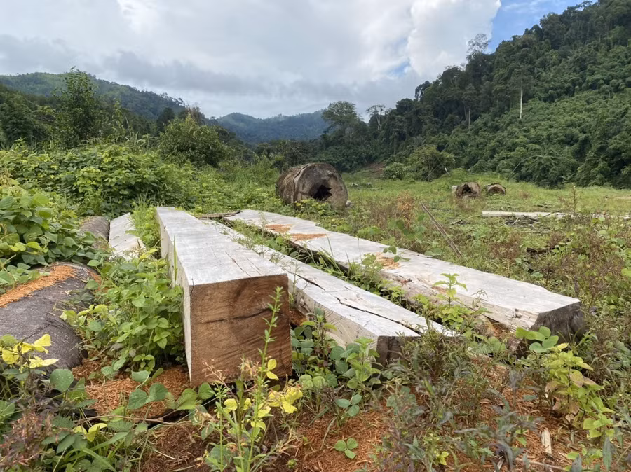 Ngoài bị khai thác gỗ trái phép, rừng ở Sa Thầy đứng trước nguy cơ cháy vào mùa khô. Ảnh: Thanh Tuấn Ngoài bị khai thác gỗ trái phép, rừng ở Sa Thầy đứng trước nguy cơ cháy vào mùa khô. Ảnh: Thanh Tuấn