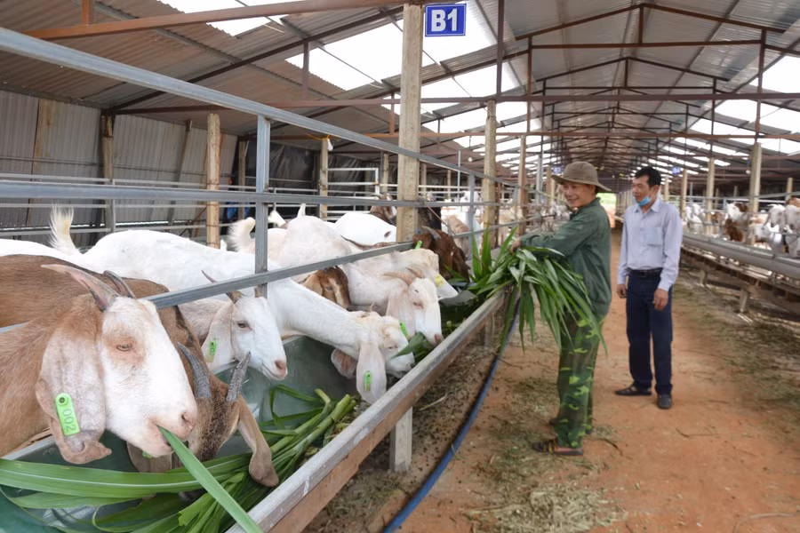 Một góc chuồng trại nuôi dê của ông Hoàng Minh Đường (thôn Hòa Bình, xã Bàu Cạn). Ảnh: Hoàng Cư