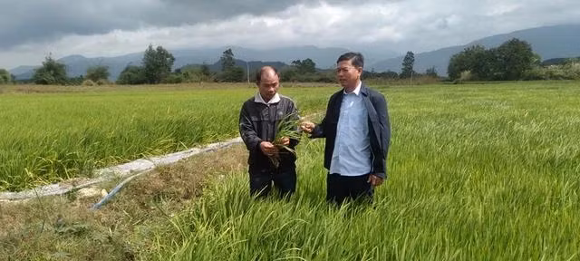 Nông dân Võ Diễn (phải) đi thăm ruộng lúa ST25 hợp tác với HTX Thăng Bình Nông dân Võ Diễn (phải) đi thăm ruộng lúa ST25 hợp tác với HTX Thăng Bình