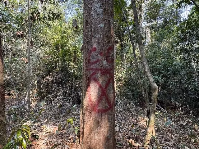 Dấu sơn được in lên thân cây ươi làm ký hiệu Dấu sơn được in lên thân cây ươi làm ký hiệu