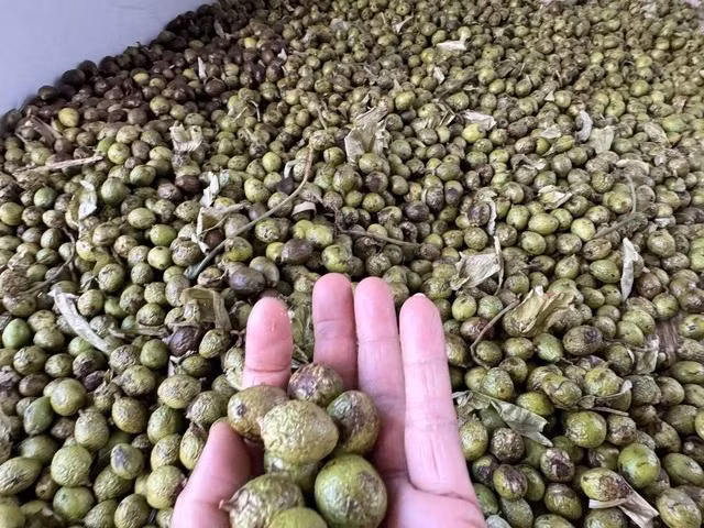 Ươi xanh được khai thác theo cách cắt tỉa cành hoặc đốn hạ nguyên cây Ươi xanh được khai thác theo cách cắt tỉa cành hoặc đốn hạ nguyên cây