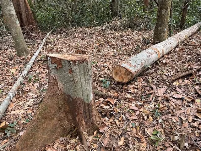 Cây ươi nằm la liệt trong cánh rừng phòng hộ Bù Đăng