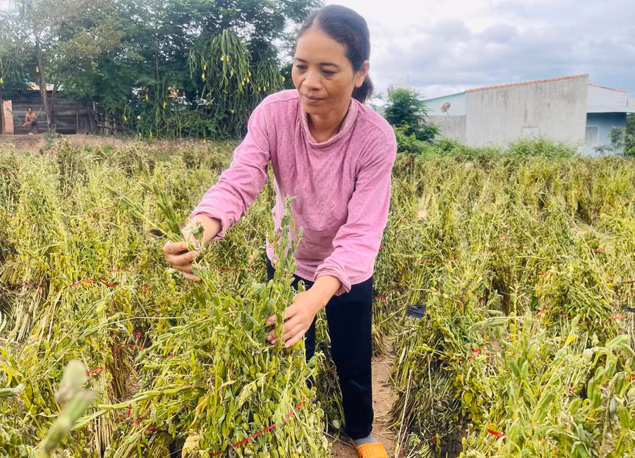 Bà Ksor H’Nhic (buôn Phùm, xã Ia Rsươm, huyện Krông Pa) phơi cây mè sau khi thu hoạch để lấy hạt. Ảnh: Vũ Chi