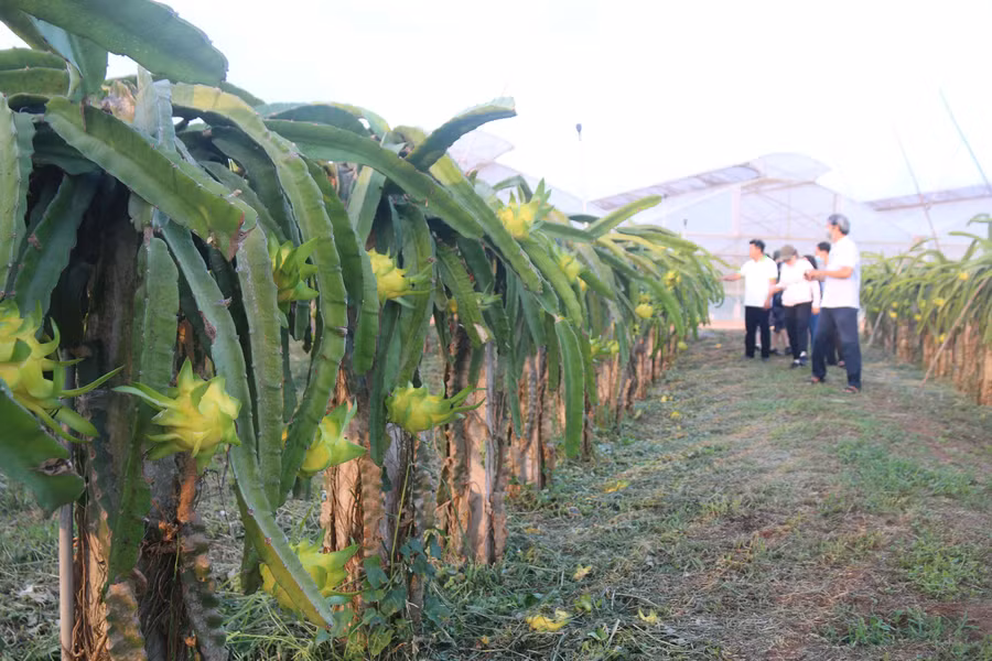 Nhờ tập trung phát triển thủy lợi, tỉnh Bình Thuận trở thành “thủ phủ” thanh long của cả nước. Ảnh: NGUYỄN TIẾN