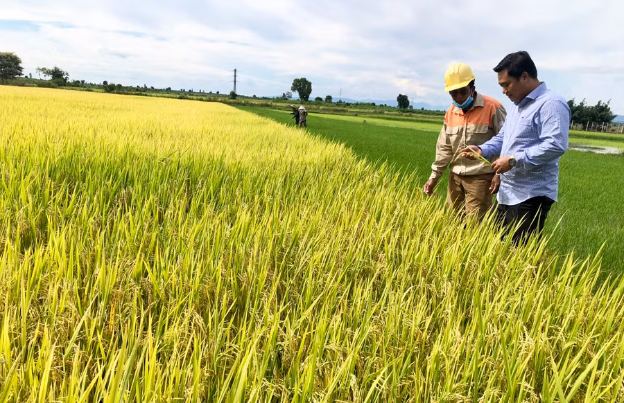 Giám đốc Trung tâm Dịch vụ nông nghiệp huyện Ia Pa Lê Văn Nguyên (bìa phải) kiểm tra sự phát triển của giống lúa TBR97 tại xã Ia Ma Rơn. Ảnh: L.N