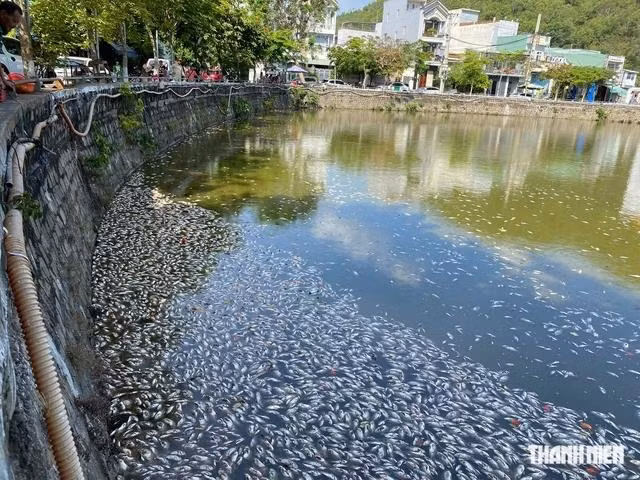 Theo người dân địa phương, tình trạng cá ở hồ Bàu Sen chết hàng loạt từng xảy ra vào các năm trước