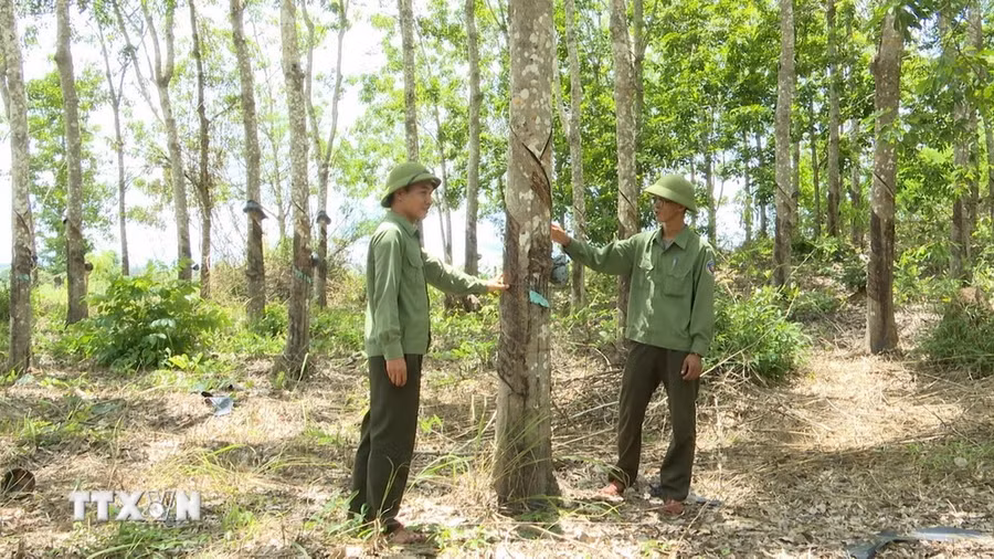 Hơn 350 ha rừng thuộc địa bàn quản lý của Ban Quản lý rừng phòng hộ Ia Puch, huyện Chư Prông, tỉnh Gia Lai bị phá trắng để chiếm đất trồng cao su suốt hơn 10 năm qua. (Ảnh: Hoài Nam/TTXVN)
