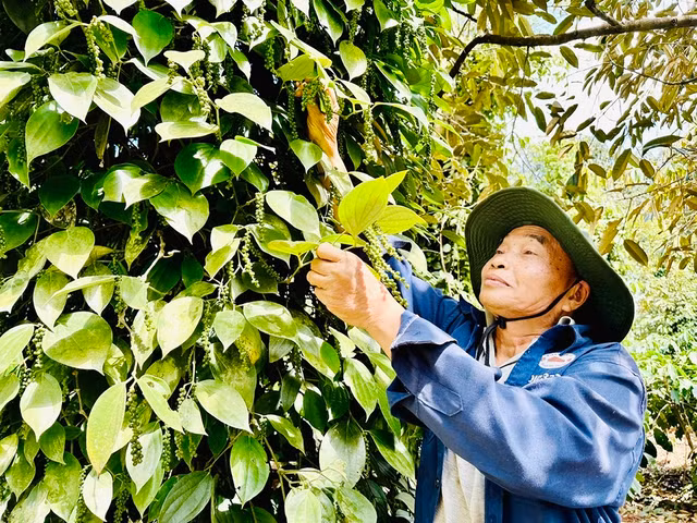 Ông Y Drin Niê ở xã Ea Tu (Buôn Ma Thuột, Đắk Lắk) vui mừng vì giá sản phẩm hạt tiêu và cà phê trở lại thời đỉnh cao