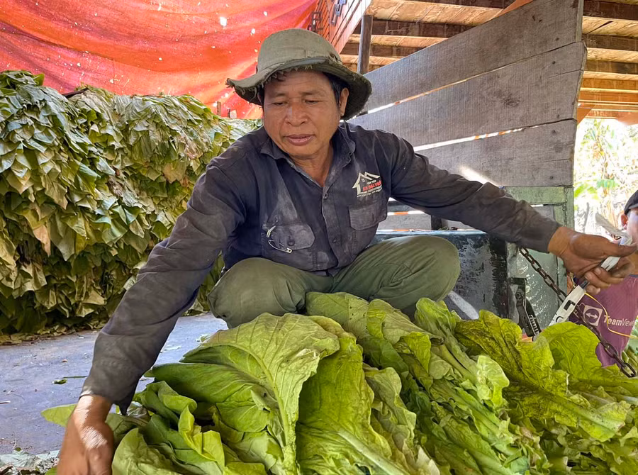 Ông Ksor Kleo (buôn Phu Ma Nher 1, xã Ia Rtô, thị xã Ayun Pa) phấn khởi vì năm đầu tiên trồng thuốc lá đạt năng suất cao. Ảnh: Vũ Chi Ông Ksor Kleo (buôn Phu Ma Nher 1, xã Ia Rtô, thị xã Ayun Pa) phấn khởi vì năm đầu tiên trồng thuốc lá đạt năng suất cao. Ảnh: Vũ Chi