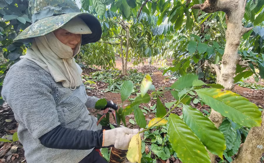 Bà Nguyễn Thị Huỳnh (thôn 3, xã Nghĩa Hòa, huyện Chư Păh) chăm sóc vườn cà phê của gia đình. Ảnh: H.P Bà Nguyễn Thị Huỳnh (thôn 3, xã Nghĩa Hòa, huyện Chư Păh) chăm sóc vườn cà phê của gia đình. Ảnh: H.P