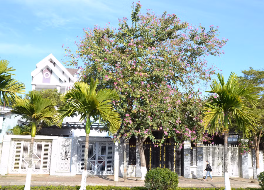 Hoa ban biểu tượng cho khát vọng, thể hiện sự thanh cao, chân thành, nghĩa tình, thủy chung, mang ý nghĩa đem tới những điều tốt đẹp trong cuộc sống. Hoa ban biểu tượng cho khát vọng, thể hiện sự thanh cao, chân thành, nghĩa tình, thủy chung, mang ý nghĩa đem tới những điều tốt đẹp trong cuộc sống.