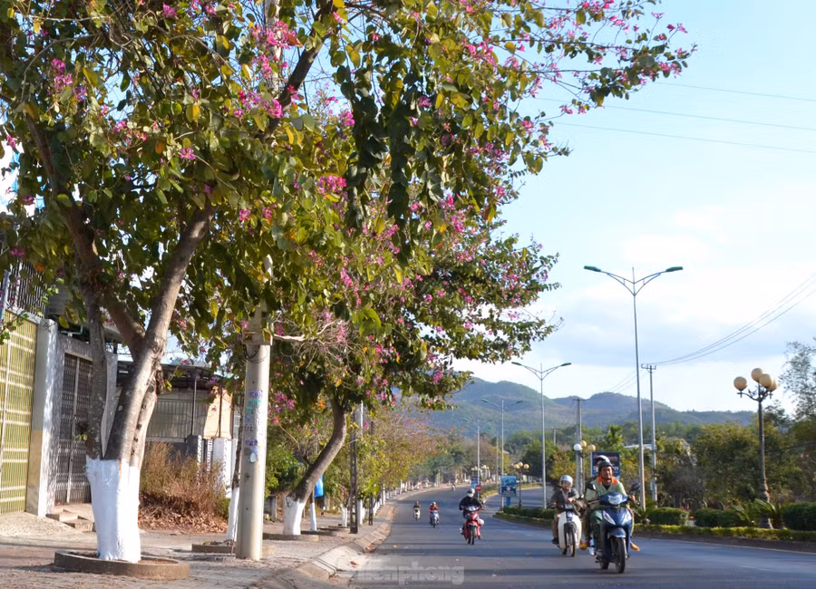 Đây cũng là loài cây được lựa chọn trồng nhiều trên các tuyến đường để tạo bóng mát và trang trí cảnh quan. Đây cũng là loài cây được lựa chọn trồng nhiều trên các tuyến đường để tạo bóng mát và trang trí cảnh quan.