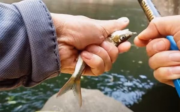 Một chú pa khính dính câu. Một chú pa khính dính câu.