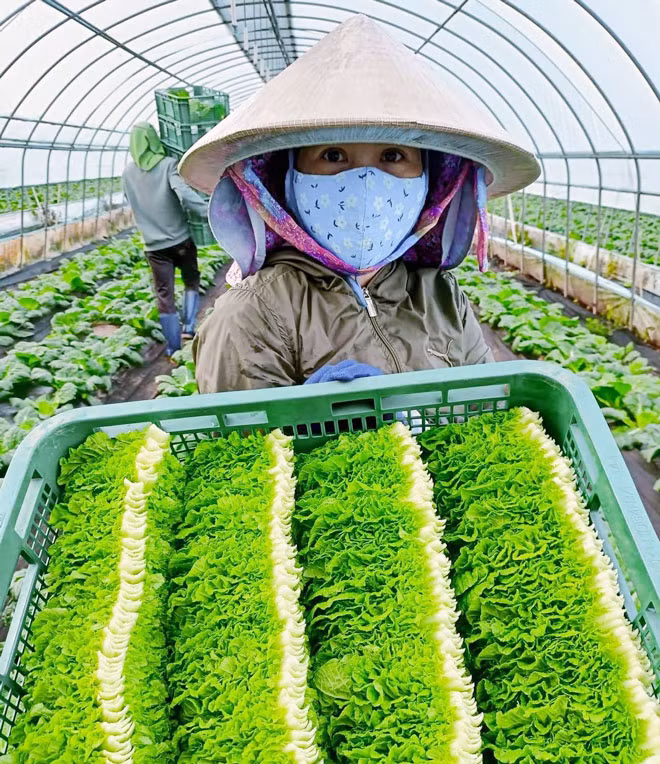 Chị Tán Thị Phước đang thu hoạch xà lách tại nông trại huyện Yeongyang, Hàn Quốc trong những ngày cuối tháng 11-2023. Ảnh: Nhân vật cung cấp Chị Tán Thị Phước đang thu hoạch xà lách tại nông trại huyện Yeongyang, Hàn Quốc trong những ngày cuối tháng 11-2023. Ảnh: Nhân vật cung cấp