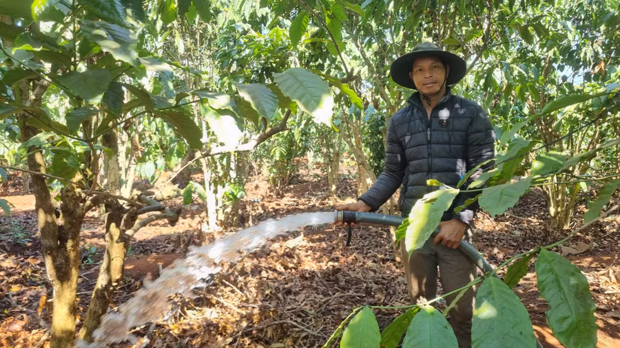 Thời tiết nắng nóng, bà con thường xuyên vệ sinh vườn cây cà phê nhằm hạn chế bệnh rệp sáp lây lan. Ảnh: H.P Thời tiết nắng nóng, bà con thường xuyên vệ sinh vườn cây cà phê nhằm hạn chế bệnh rệp sáp lây lan. Ảnh: H.P