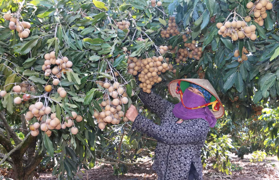 Vườn nhãn của gia đình chị Vũ Thị Thủy (thôn 9, xã Yang Trung, huyện Kông Chro) vụ này cho thu hoạch hơn 28 tấn quả. Ảnh: Nguyễn Quang