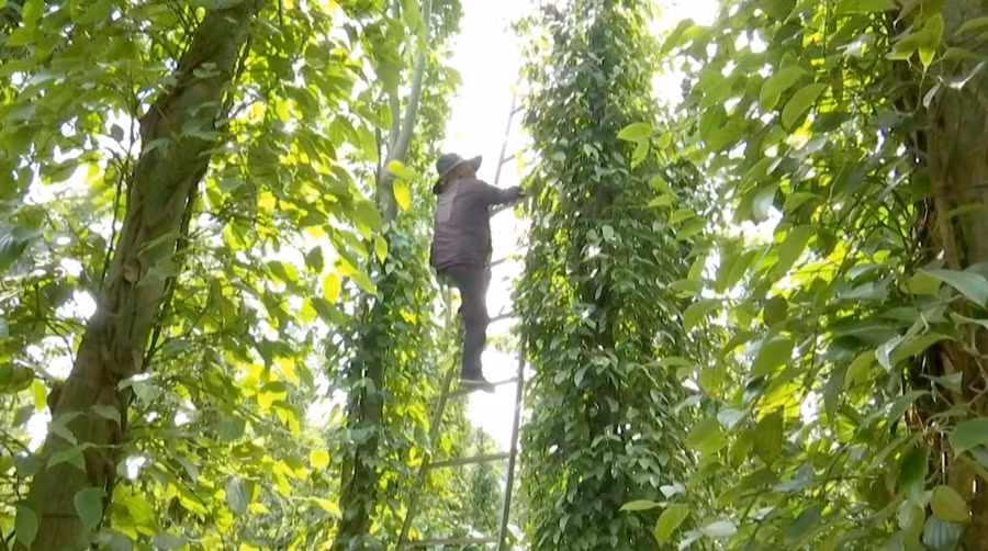 Tai nạn trong quá trình hồ tiêu thường xuyên xảy ra ở Đắk Lắk. Ảnh: Bảo Trung
