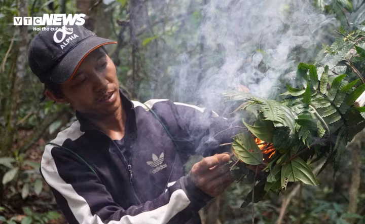 Nhóm thợ “săn” bó củi khô thành chụm, bọc lá xanh bên ngoài để đốt lửa hun khói lấy mật. Nhóm thợ “săn” bó củi khô thành chụm, bọc lá xanh bên ngoài để đốt lửa hun khói lấy mật.
