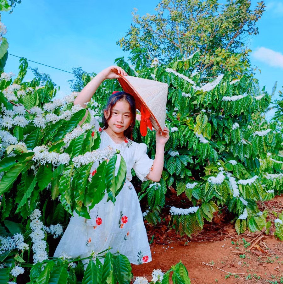 Mỗi mùa hoa cà phê, có rất đông người dân và du khách đến tham quan, chụp ảnh