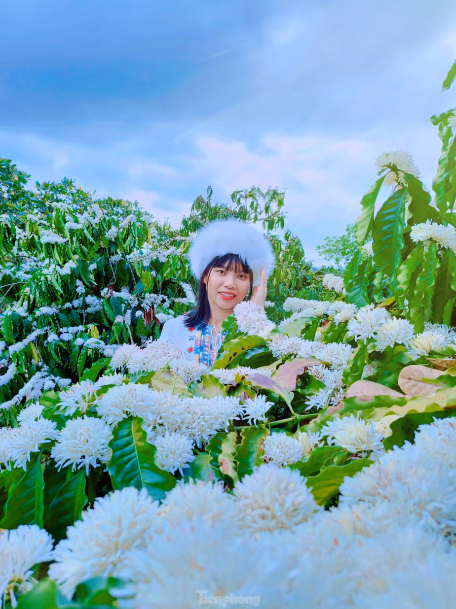 Chị Hà Thị Thanh (33 tuổi, TP Buôn Ma Thuột, Đắk Lắk) cho biết, hoa cà phê mang mùi hương của núi rừng, thơm ngọt ngào sâu đậm. Hương sắc hoa cà phê là một nét đẹp đặc trưng của vùng đất đỏ bazan, tô thêm sắc thắm cho mảnh đất Tây Nguyên đại ngàn.