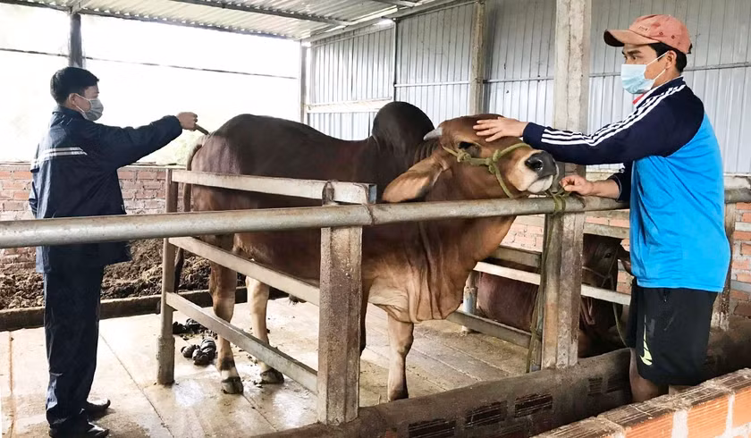 Nhân viên thú y Trung tâm Dịch vụ nông nghiệp huyện Đak Đoa tiêm vắc xin phòng bệnh cho đàn bò của người dân. Ảnh: N.D