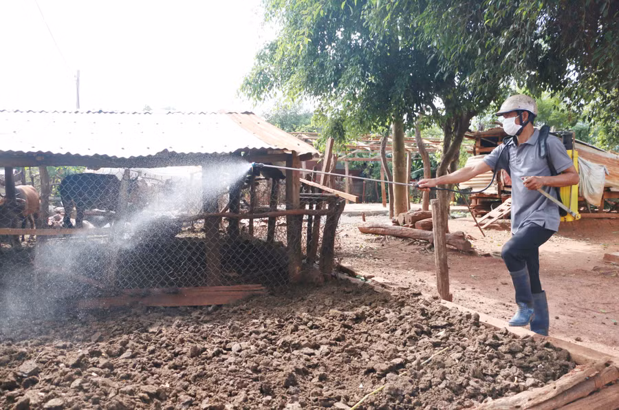 Phun hóa chất tiêu độc, khử trùng môi trường chăn nuôi. Ảnh: N.S