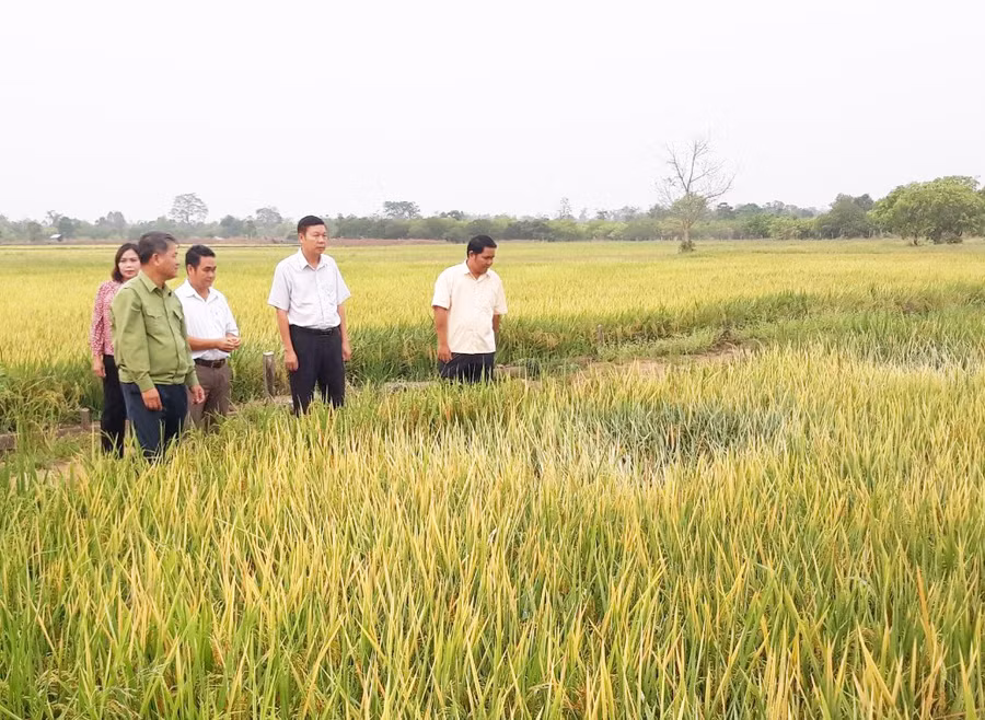 Lãnh đạo huyện Chư Prông tham quan mô hình lúa nước của người dân làng Klăh, xã Ia Mơr. Ảnh: P.D Lãnh đạo huyện Chư Prông tham quan mô hình lúa nước của người dân làng Klăh, xã Ia Mơr. Ảnh: P.D