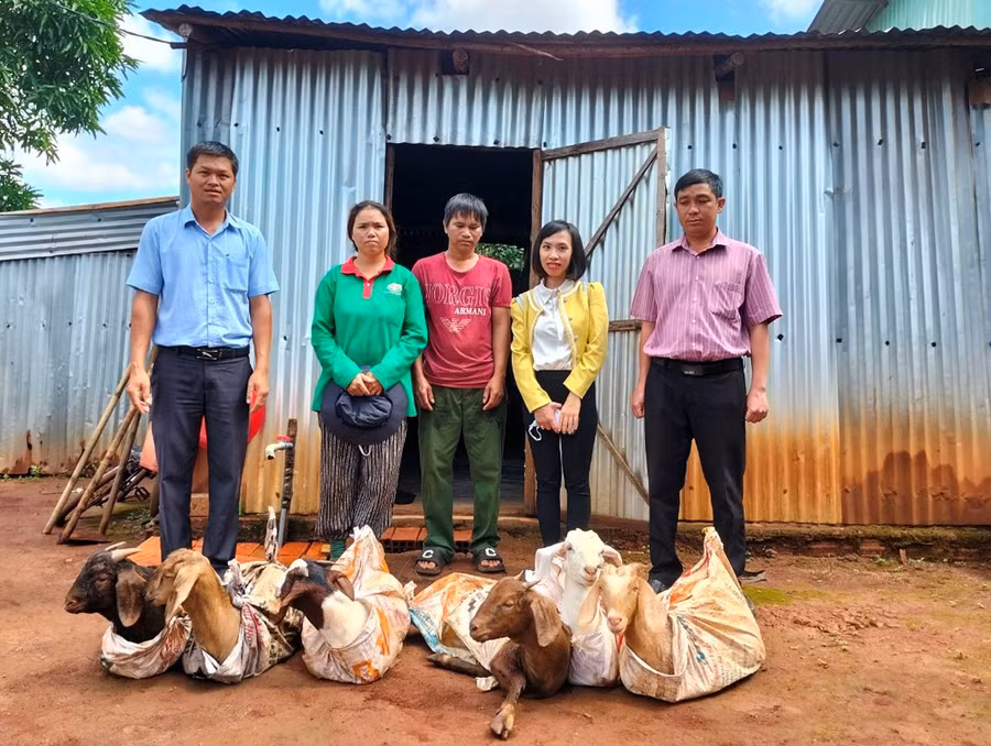 Cán bộ Ủy ban MTTQ Việt Nam huyện Chư Prông và xã Thăng Hưng trao dê giống cho hộ ông Siu Gin. Ảnh: P.D