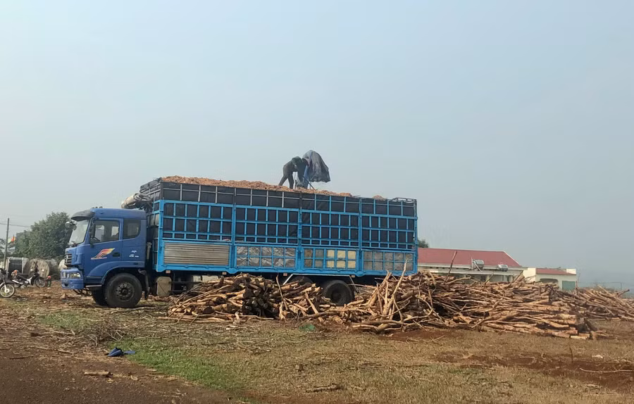 Một doanh nghiệp đang thu dọn gỗ cao su và xay cành để làm chất đốt (ảnh chụp ngày 12-4, trước khi có phiên đấu giá). Ảnh: Lê Nam
