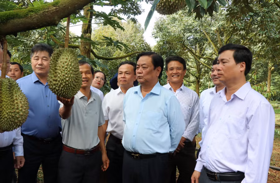 Bộ trưởng Bộ NN-PTNT Lê Minh Hoan (thứ hai, bên trái) thăm vườn sầu riêng tại huyện Krông Pắc, tỉnh Đắk Lắk.