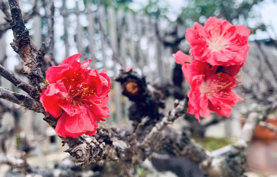 Ai cũng mong những điều may mắn, tốt lành sẽ đến trong năm mới. Ảnh: Phan Hậu
