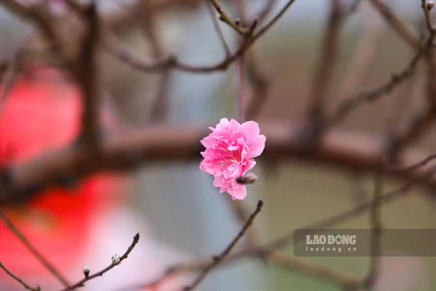 Mùa xuân là mùa vạn vật sinh sôi nảy nở, cây cối đơm hoa kết trái. Ảnh: Việt Anh