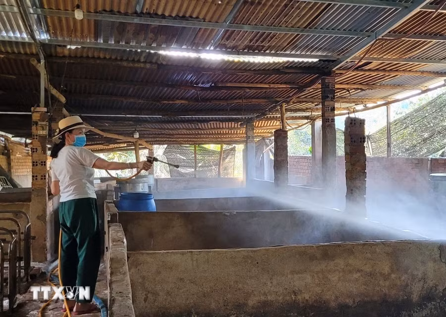 Phun xịt chuồng trại để diệt mầm bệnh dịch tả lợn Châu Phi. (Ảnh: Hoàng Nhị/TTXVN) Phun xịt chuồng trại để diệt mầm bệnh dịch tả lợn Châu Phi. (Ảnh: Hoàng Nhị/TTXVN)