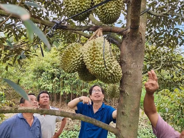 Ông Nguyễn Thanh Phong (bìa trái), người vừa công bố giống sầu riêng Tiểu Long tại Chợ Lách, khẳng định hầu hết các hoạt động của ông đều nhờ sự hướng dẫn tận tình của TS Liêm (thứ 3 từ trái qua)