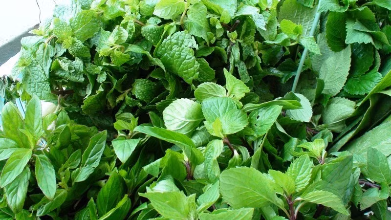 Các loại rau thơm có lợi cho sức khỏe. Ảnh: Minh An
