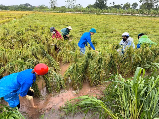 Giúp dân dựng lúa bị đổ rạp sau bão