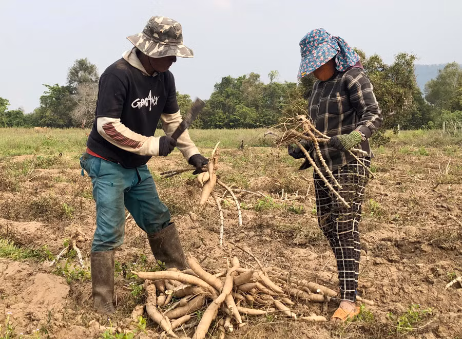 Người dân huyện Krông Pa thu hoạch cây mì. Ảnh: L.N Người dân huyện Krông Pa thu hoạch cây mì. Ảnh: L.N