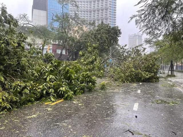 Cây xanh tại Quảng Ninh gãy đổ la liệt