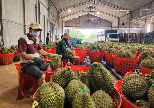 Đắk Lắk dẫn đầu cả nước về diện tích trồng sầu riêng Đắk Lắk dẫn đầu cả nước về diện tích trồng sầu riêng