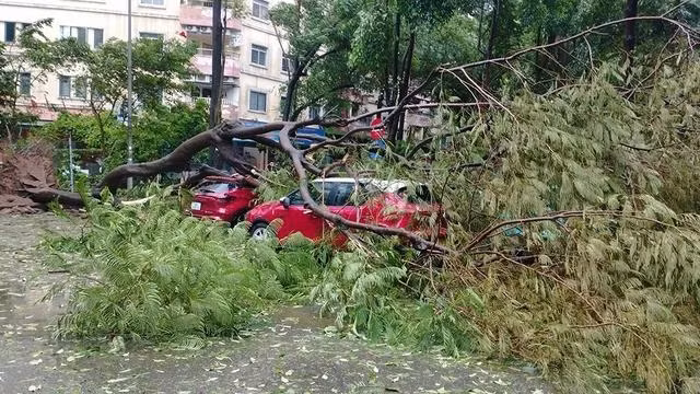 Cây đổ trên địa bàn P.Hoàng Liệt, Q.Hoàng Mai, Hà Nội